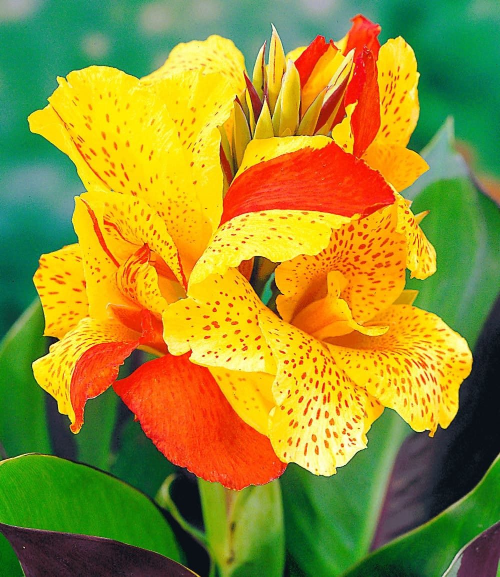 BALDUR Garten Blumenzwiebeln Canna 'Cleopatra', Schneiden, lange Blütezeit, pflegeleicht, kübelgeeignet