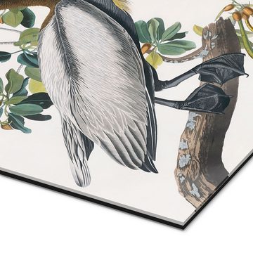 Posterlounge XXL-Wandbild John James Audubon, Pelikan, Vintage Malerei