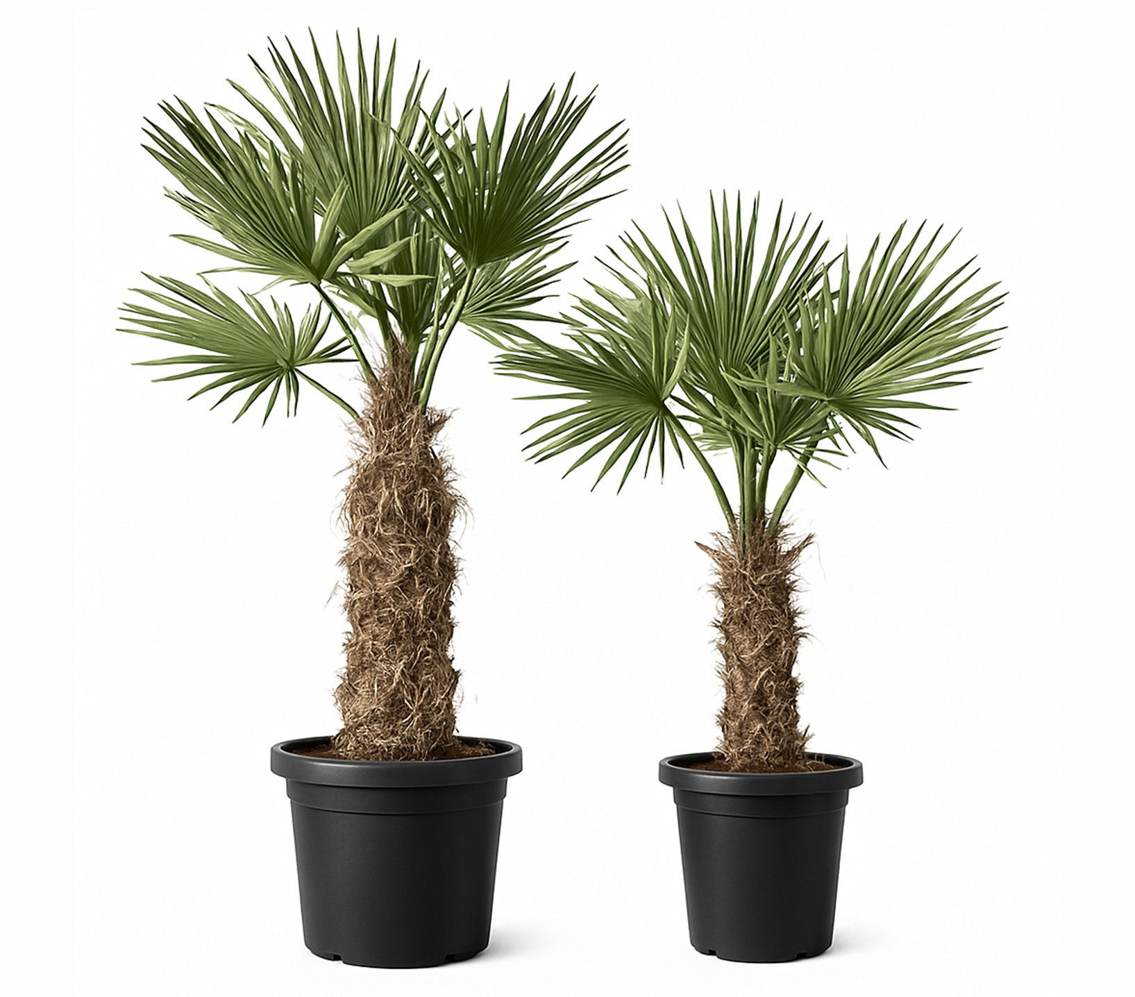Palms-Store Baum Palmen 2 Stück im Set Trachycarpus fortunei dicke Stämme, 2 St., Zwei Größen im Set