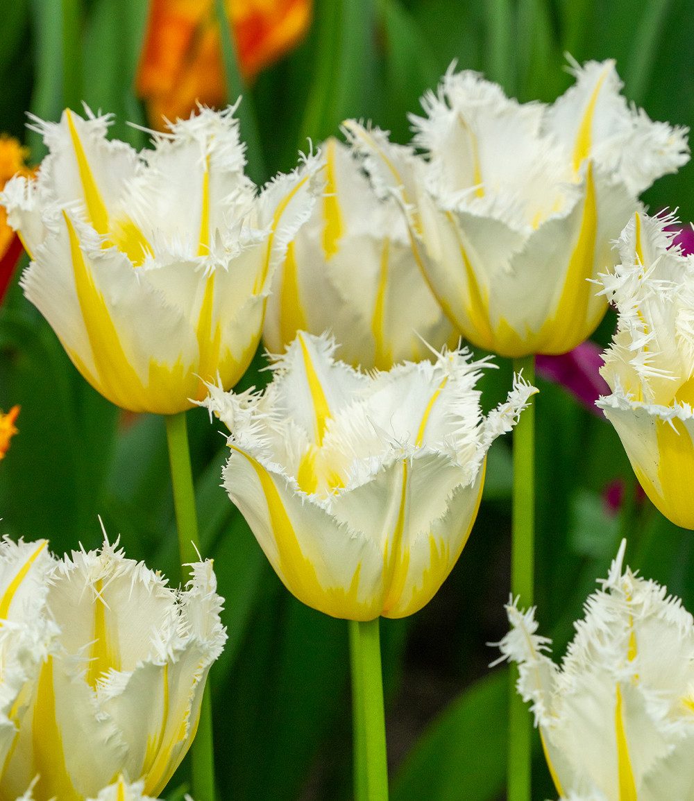 BALDUR Garten Blumenzwiebeln Crispa-Tulpe 'Lemon Beauty', Fransentulpe, winterhart, standfest, pflegeleicht, frühblühend