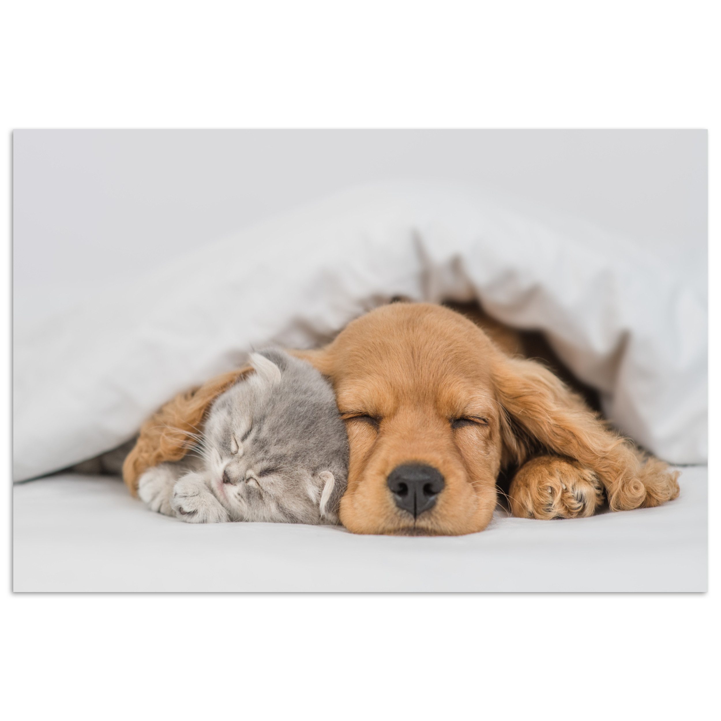 MuchoWow Poster Haustiere - Hund - Katze - Decke, (1 St), Poster ohne Rahmen, Wandbild, Wandposter, 30x20 cm