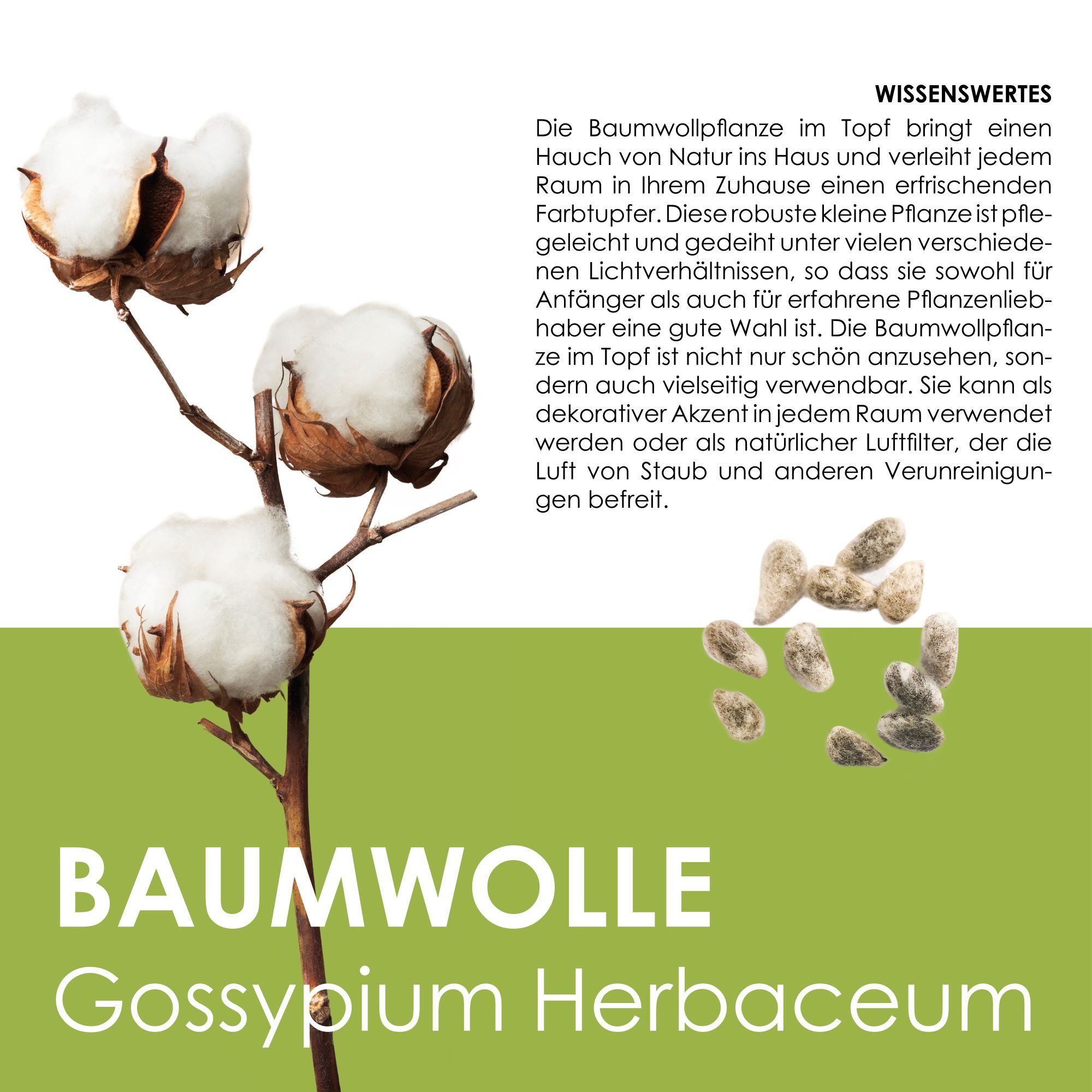 HappySeed Blumensamen Baumwoll-Pflanzset ideal zur Baumwollhochzeit - Gewächshaus & Samen, Pflanze – Bild 3 von 5