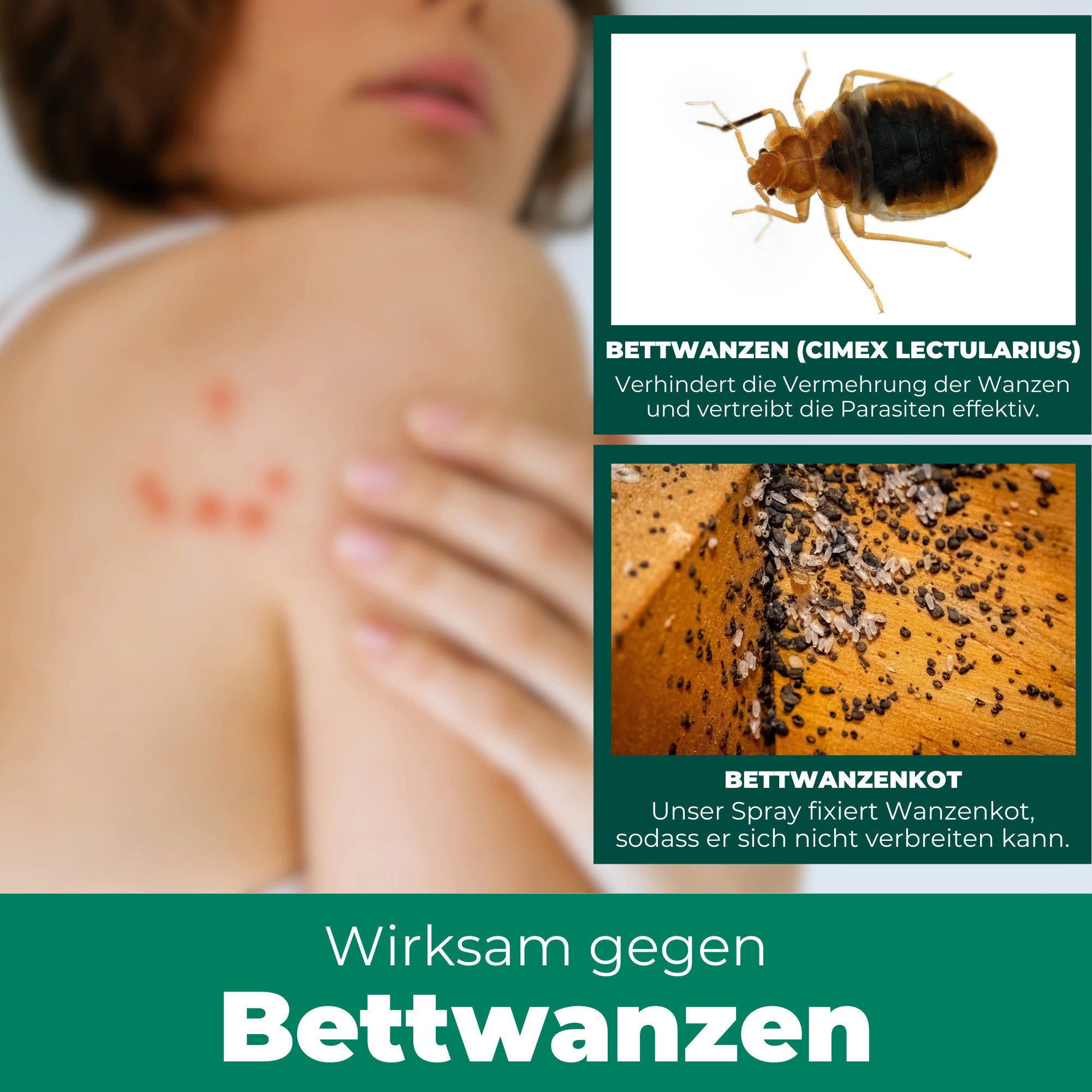 Silberkraft Insektenspray Silberkraft Bettwanzenspray, hält Textilien frei von Bettwanzen, 500 ml, 1-St., Sofortige & langanhaltende Wirkung gegen Bettwanzen, o – Bild 4 von 5