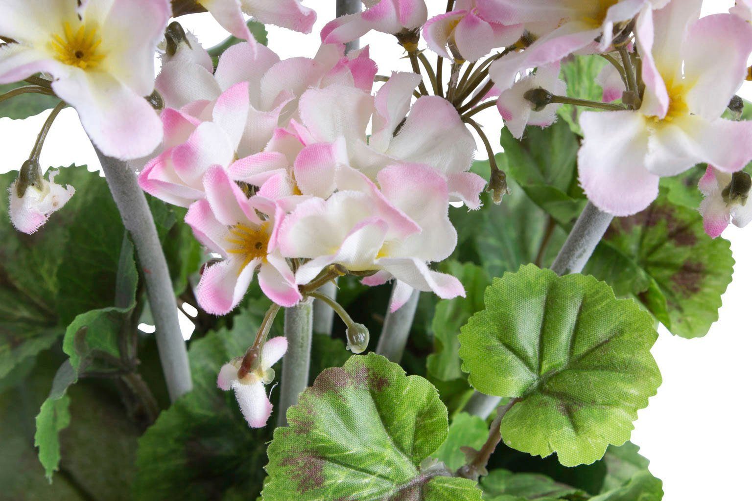 Künstliche Zimmerpflanze Geranienbusch im schwarzen Botanic-Haus, Kunststofftopf, 44 cm Höhe