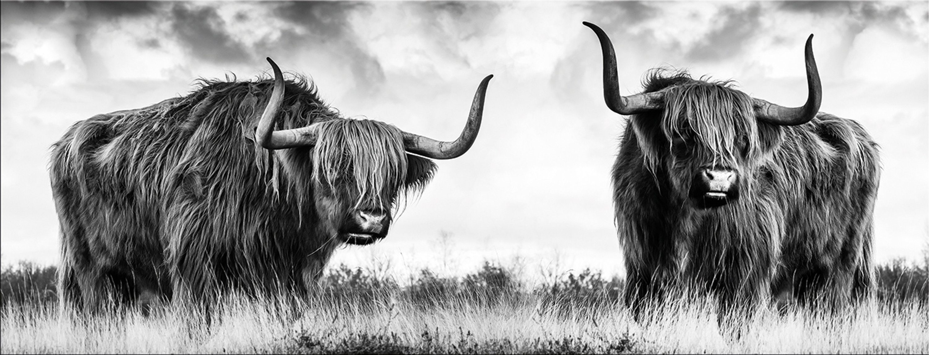 artissimo Glasbild Glasbild 80x30cm Bild schwarz-weiß Foto modern Hochlandrind Kuh, Tier-Fotografie: Kühe