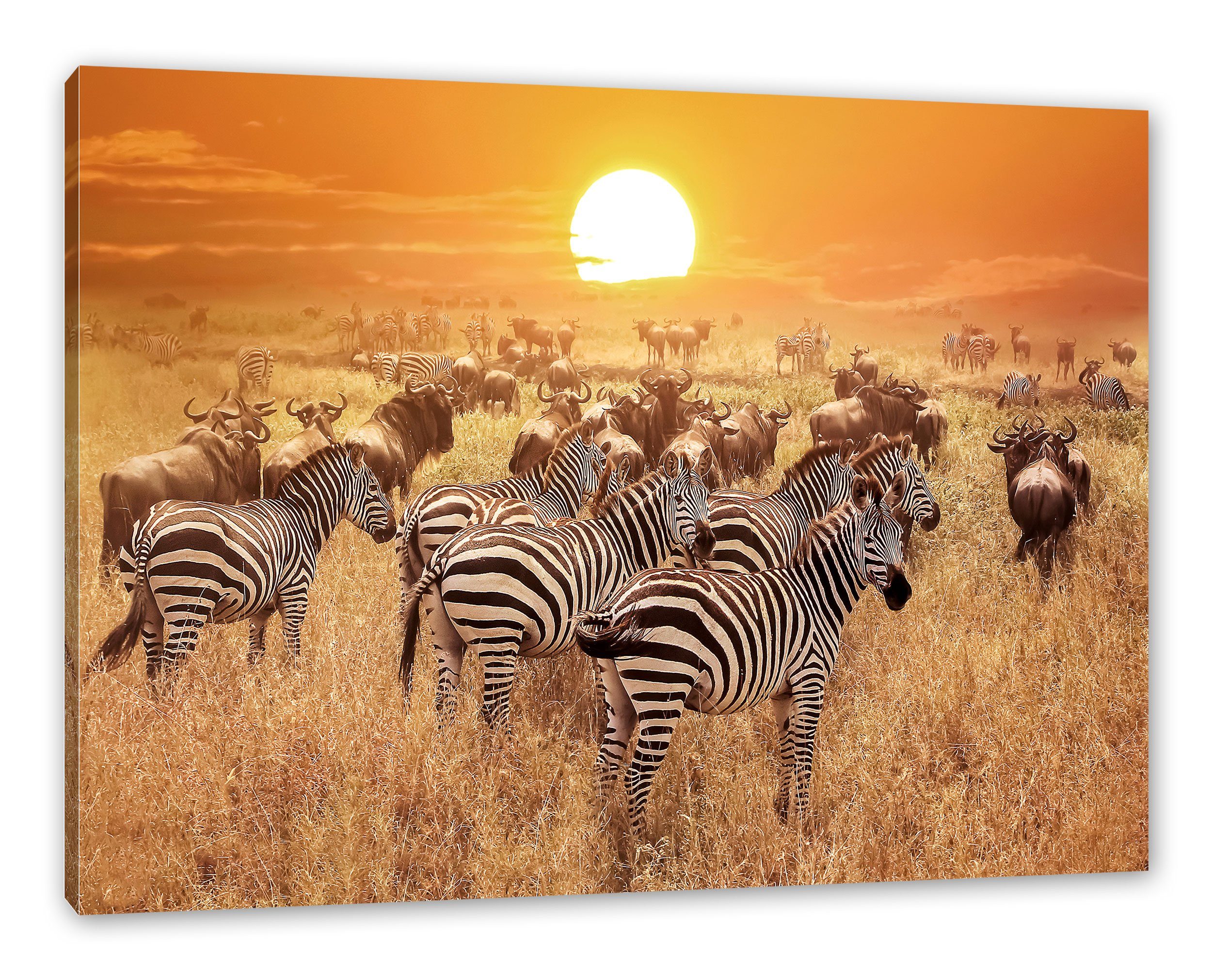Pixxprint Leinwandbild Zebraherde Savanne bei Sonnenuntergang, günstig online kaufen