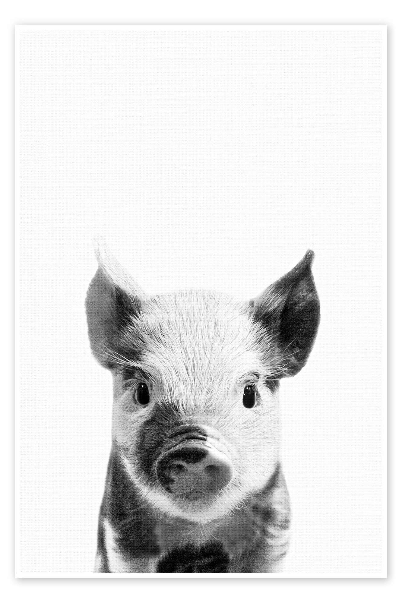Posterlounge Wandbild Junges Ferkel, Animal Portrait Photography, erhältlich als Poster, Leinwandbild, Wandsticker oder Acrylglasbild