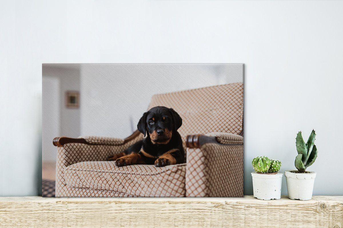 OneMillionCanvasses® Leinwandbild Leinwandbilder, Rottweiler-Welpe (1 cm auf einem sitzt Niedlicher Stuhl, Wandbild 30x20 St), Aufhängefertig, Wanddeko