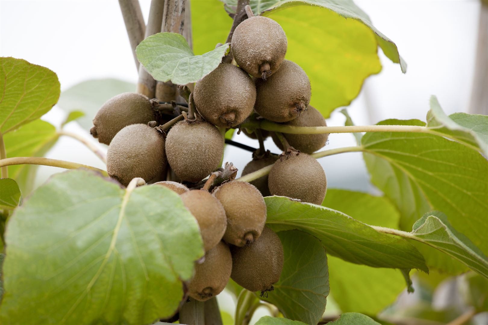 Pflanzen für Dich Obstpflanze Actinidia chinensis Jenny, 1 St., Kiwi, Kiwipflanze, Kiwistrauch, selbstfruchtend, essbare Früchte