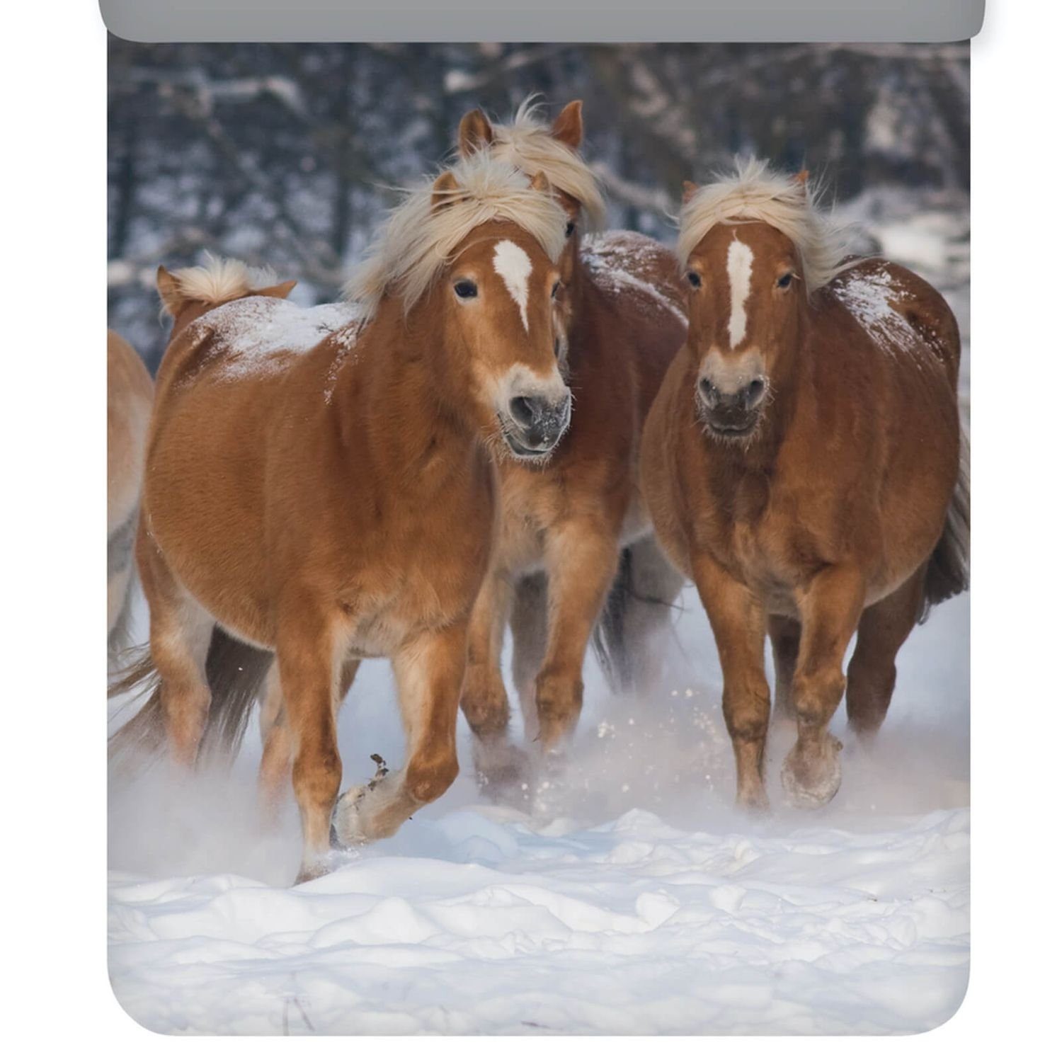 ESPiCO Kinderbettwäsche Pferde Flanell Trendy Bedding, Flanell, 2 teilig, Pferde, Schnee