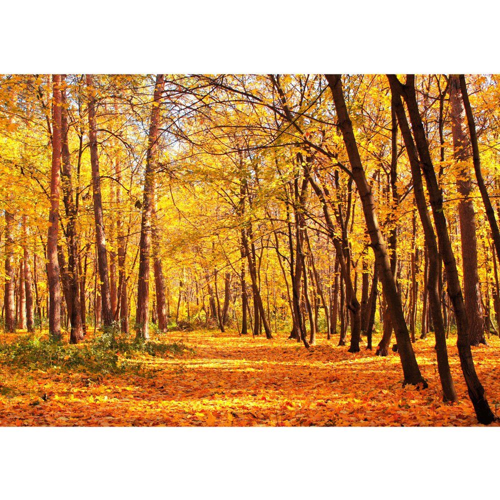 liwwing Fototapete Fototapete Herbstblätter Wald Bäume Baum Forest Herbst liwwing no. 84, Wald