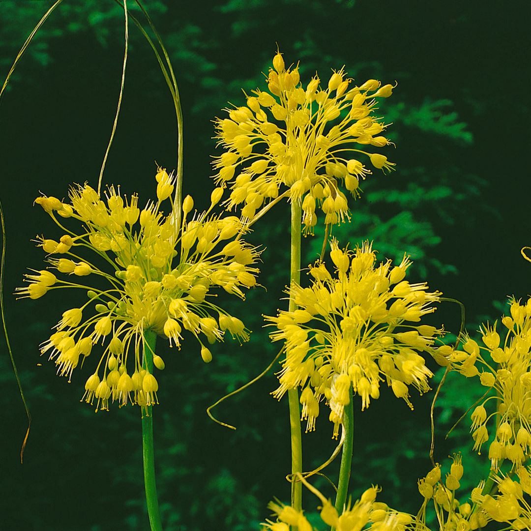 Pflanzen für Dich Staude Allium flavum, 1 St., Gelber Lauch, Gelber Zierlauch