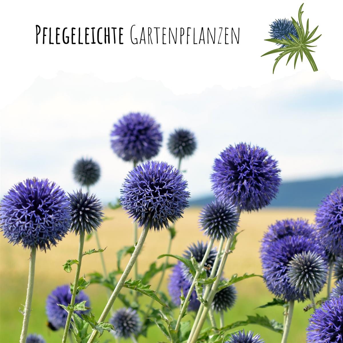 HappySeed Blumensamen Kugeldistel Samen - Echinops ritro, Blumen