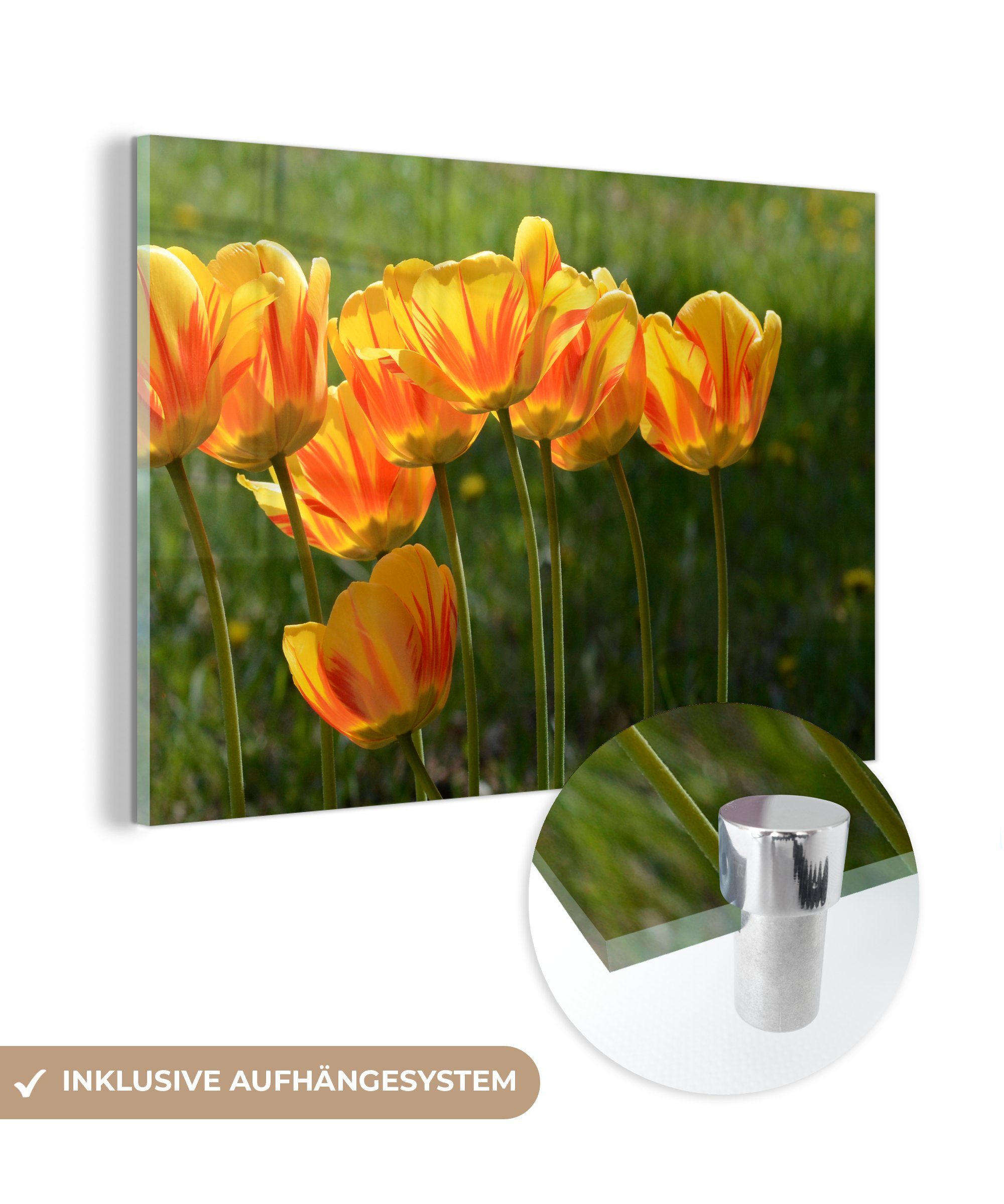 MuchoWow Acrylglasbild Orangefarbene Tulpen auf einer Wiese, (1 St), Acrylglasbilder Wohnzimmer & Schlafzimmer
