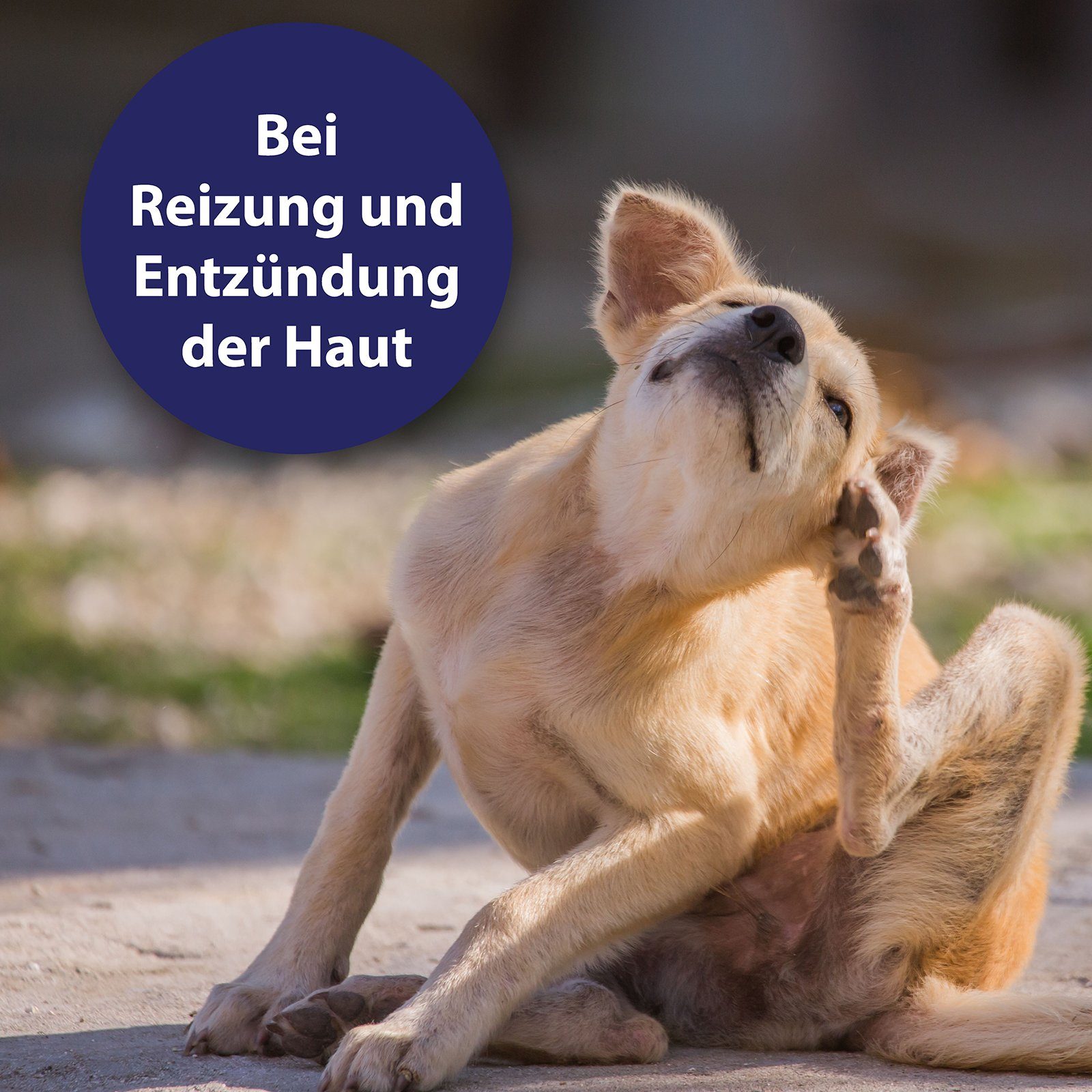 Canosept Fellpflege Canosept Hautpflege Spray für Hunde 250ml