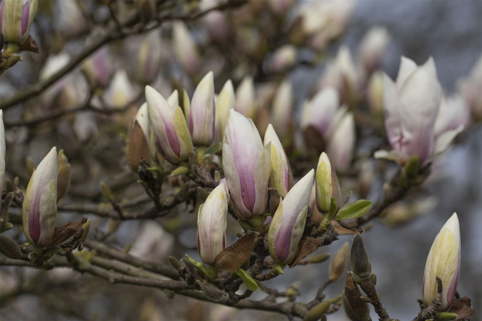 Pflanzen für Dich Gehölze Magnolia soulangiana alba Superba, 1 St., Magnolie, Tulpen-Magnolie, Soulange-Magnolie