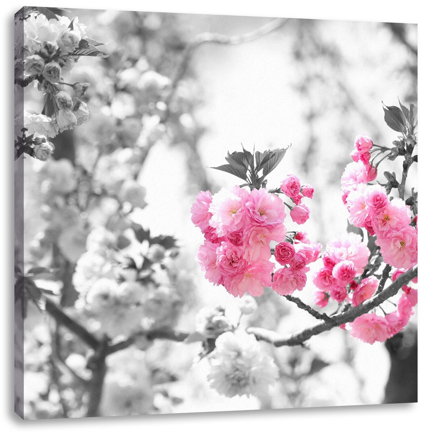Pixxprint Leinwandbild sehr schöne Kirschblüten, sehr schöne Kirschblüten (1 St), Leinwandbild fertig bespannt, inkl. Zackenaufhänger