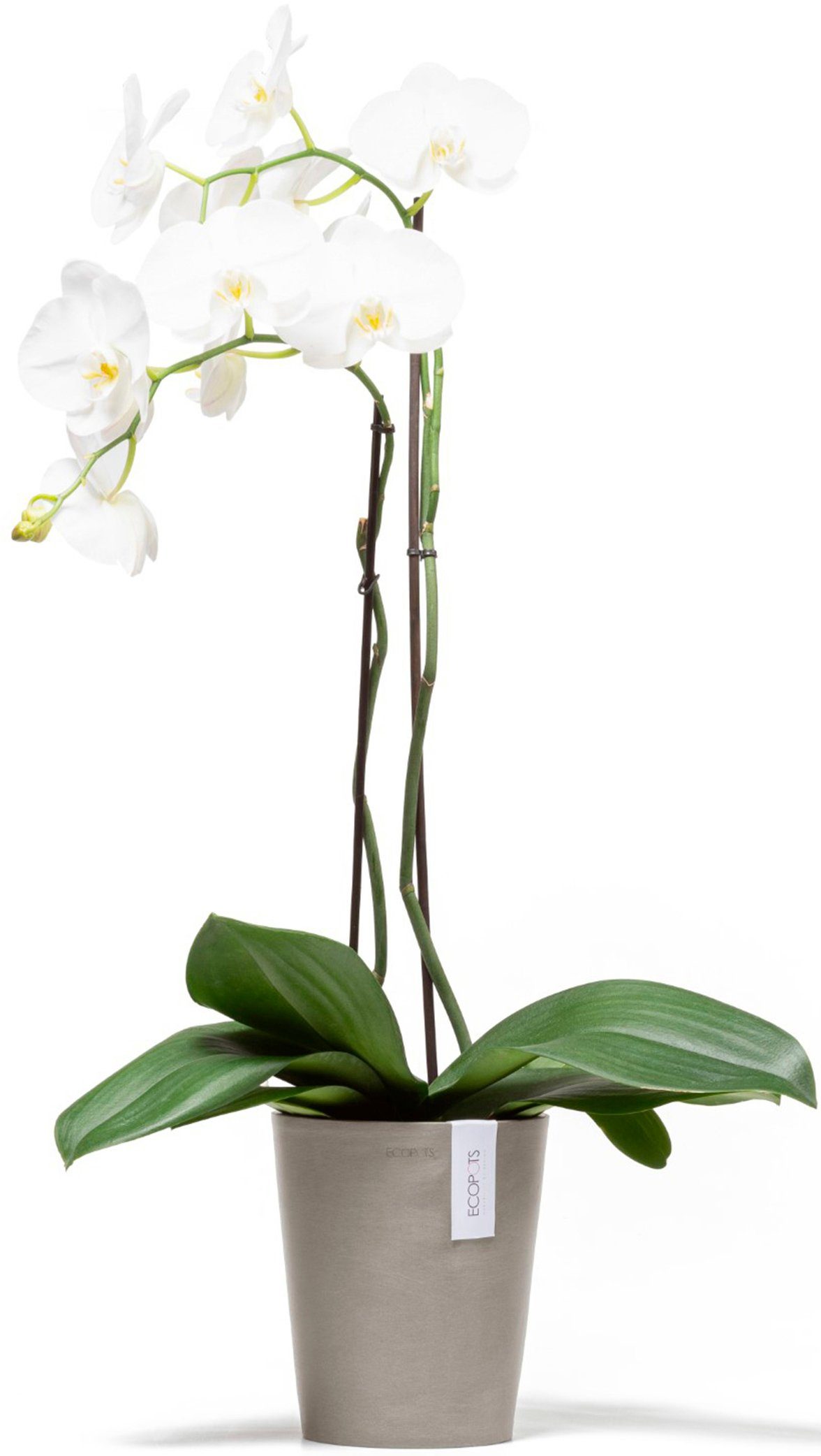 ECOPOTS Blumentopf Morinda Orchidee 17 Taupe, günstig online kaufen