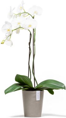 ECOPOTS Blumentopf Morinda Orchidee 17 Taupe, für den Innenbereich