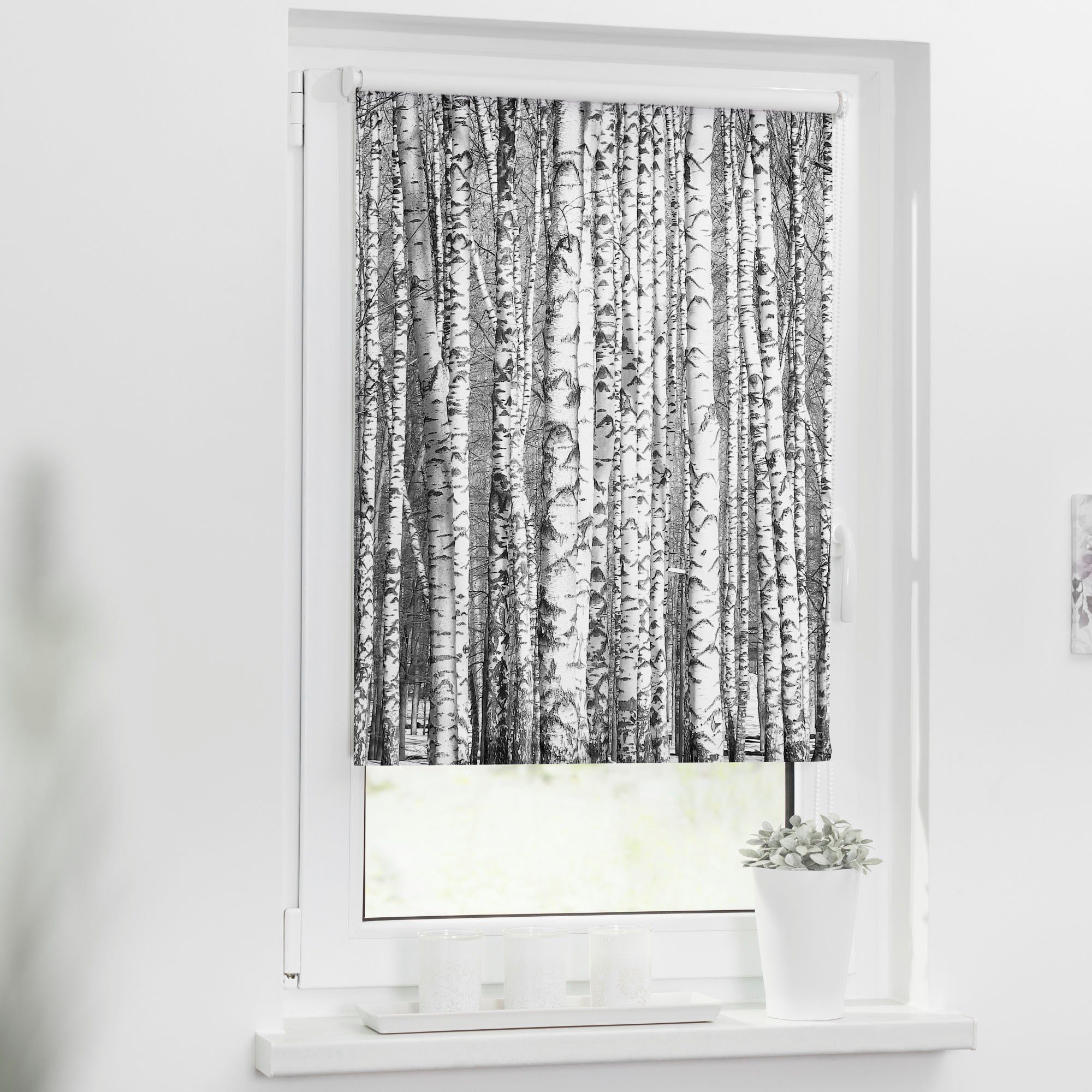 Seitenzugrollo Klemmfix Motiv Birken, LICHTBLICK ORIGINAL, günstig online kaufen