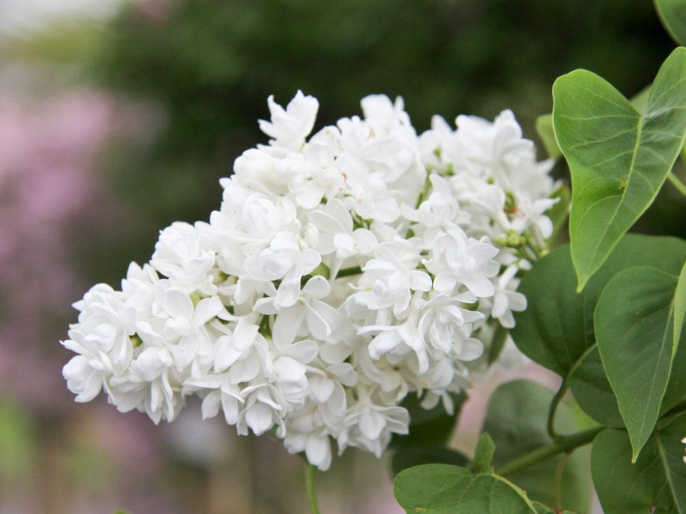 Garten von Ehren Zierstrauch Syringa vulgaris Mme Lemoine Containerware 40-60 cm