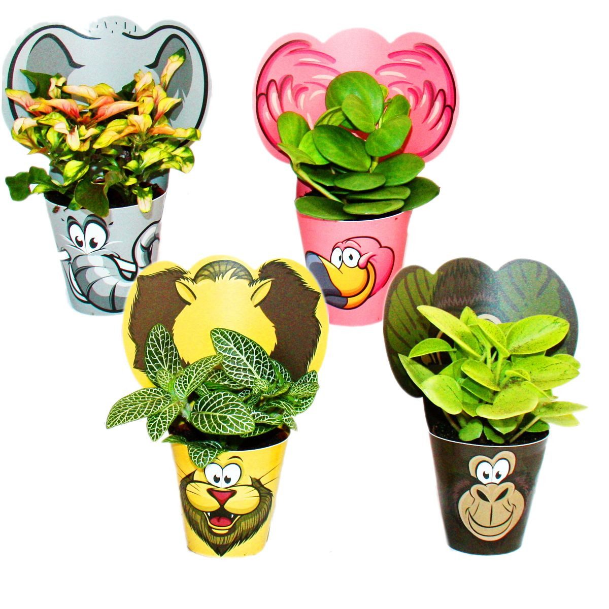 Exotenherz Zimmerpflanze lustiges Zimmerpflanzen Set Animals 4 Pflanzen mit Tieren