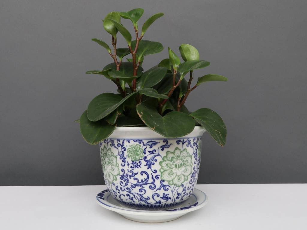 Yajutang Topfpflanze