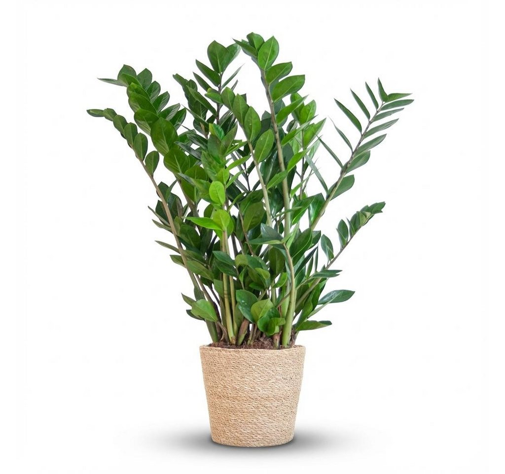 Florora Zimmerpflanze Zamioculcas Zamiifolia – 80 cm