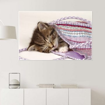 Posterlounge Poster Greg Cuddiford, Schlafende Katze im Beutel, Fotografie