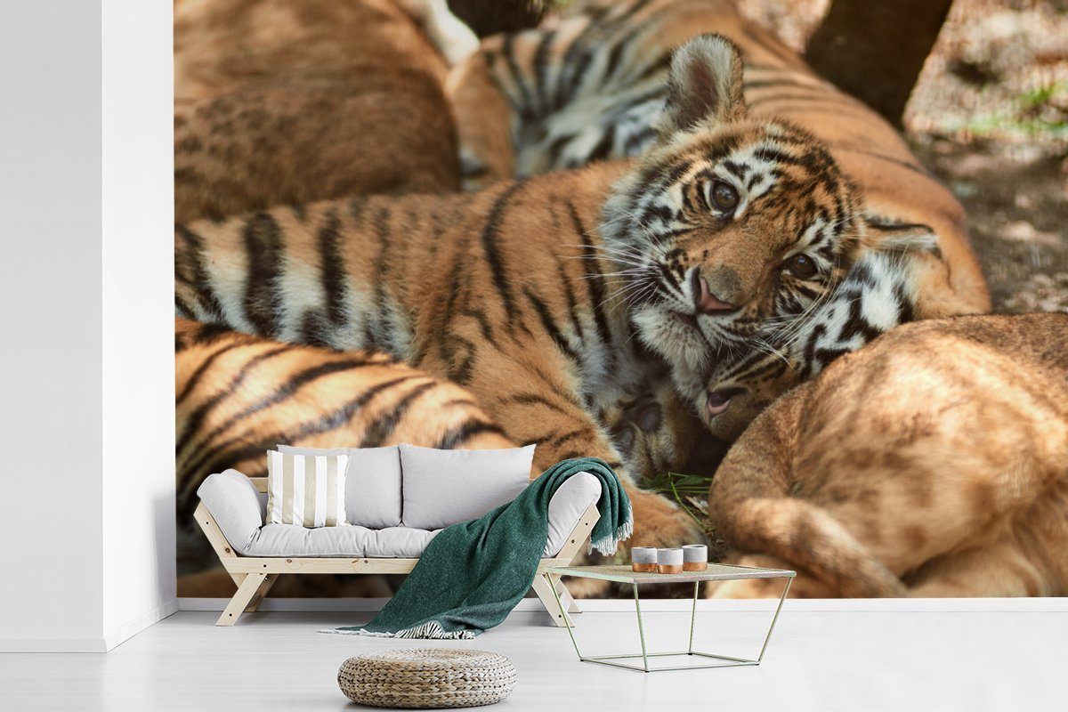 bedruckt, - Junglöwe für Tiger Wohnzimmer, St), Vinyl Schlafzimmer, Fototapete Wallpaper MuchoWow Sonne, Tapete (6 - Kinderzimmer, Matt,