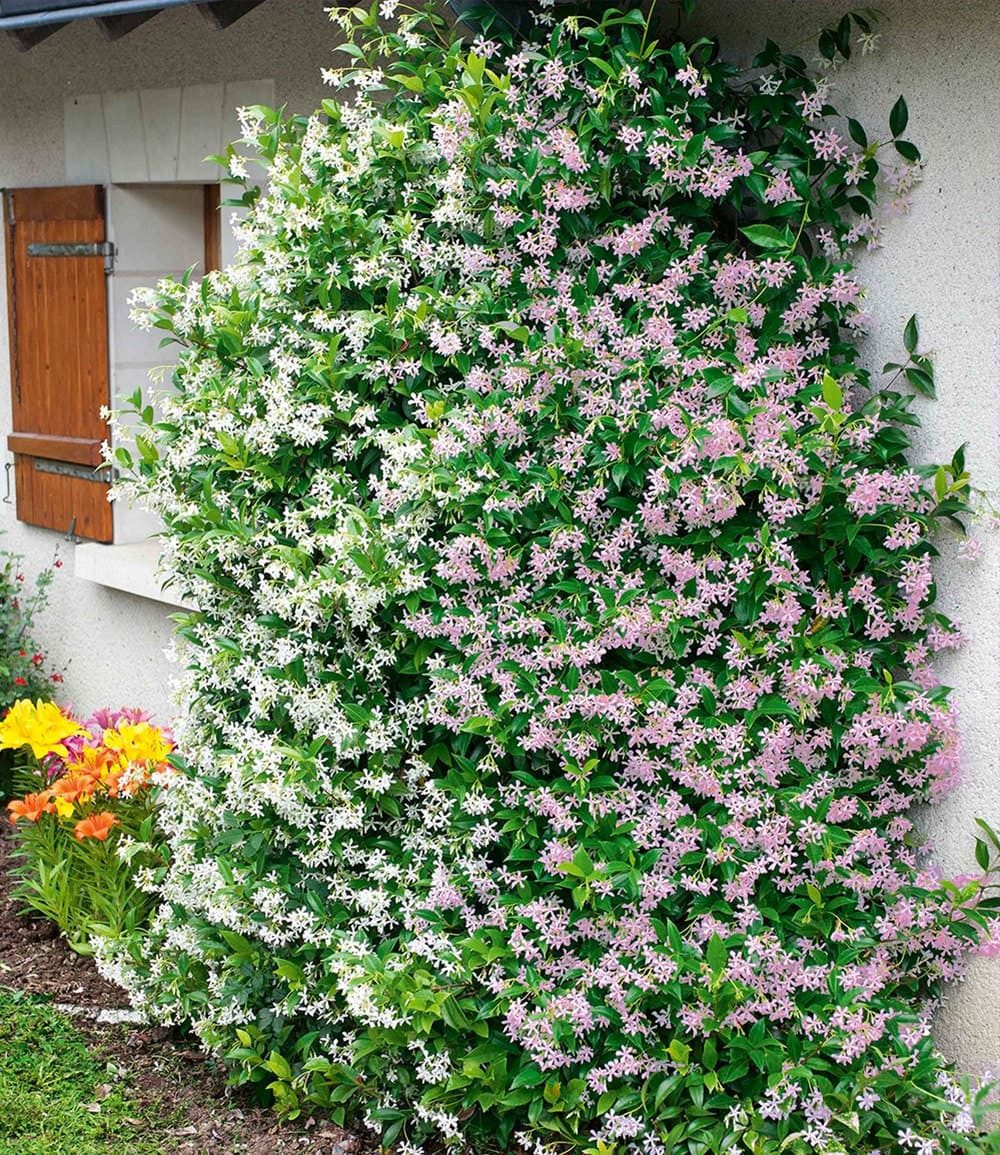 BALDUR Garten Zierstrauch Duft-Jasmin 'Pink & Weiß', 2 St., winterhart, blickdicht, reichblühend,duftend
