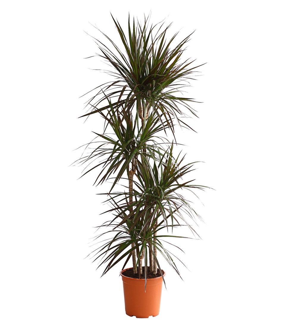 Dehner Zimmerpflanze Drachenbaum Magenta, Dracaena marginata, mehrstämmig, günstig online kaufen