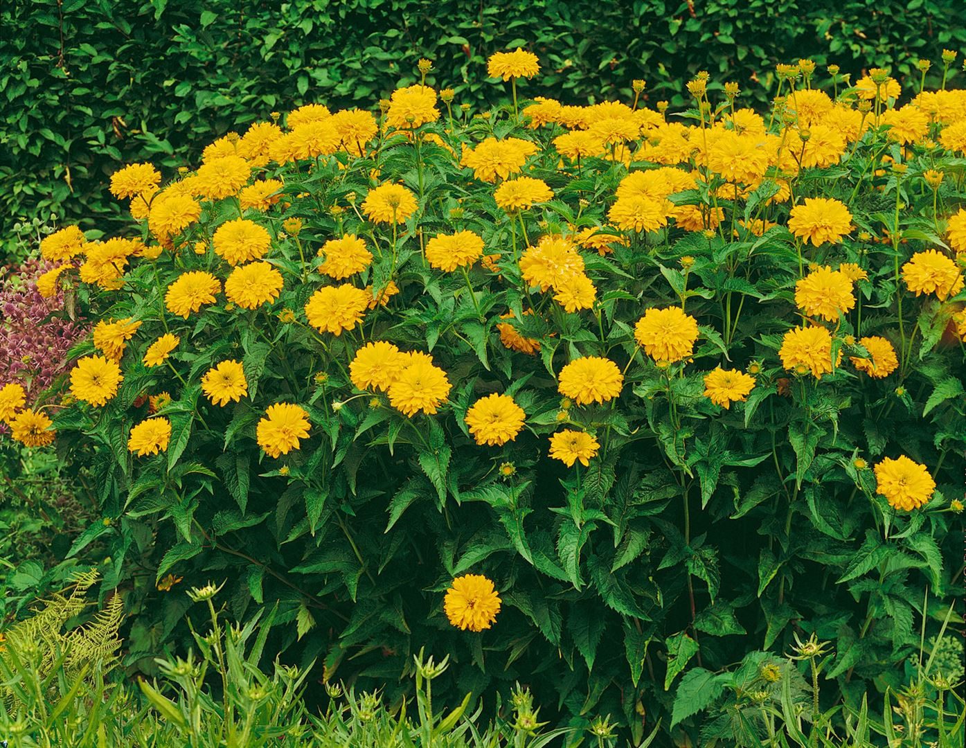 Pflanzen für Dich Staude Heliopsis scabra Goldgrünherz, 1 St., Rauher Sonnenhut, Sonnenauge