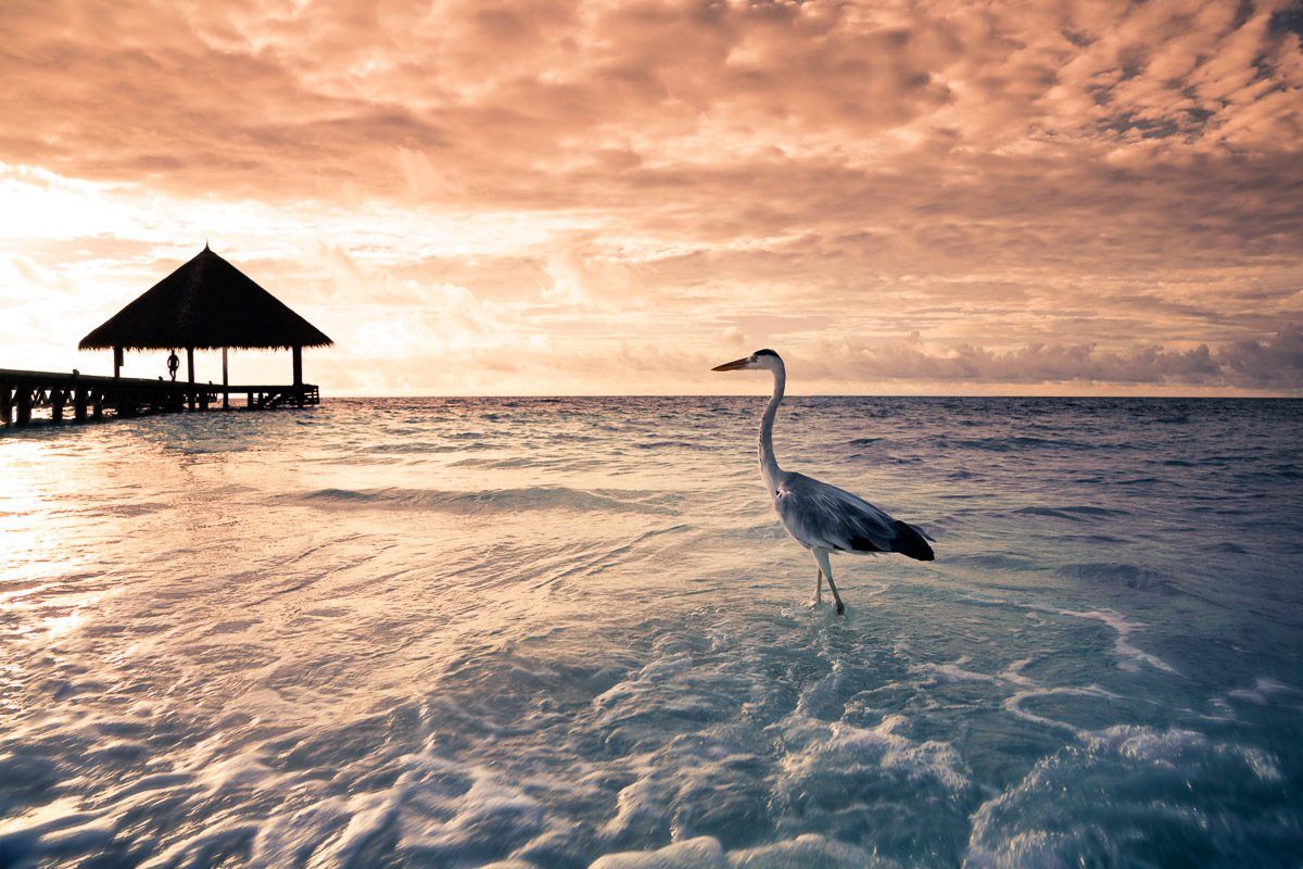 Papermoon Fototapete Flamingo Tropical Beach