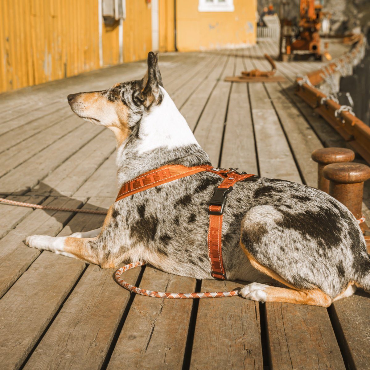 HURTTA Hunde-Geschirr Casual Y Geschirr Cinnamon günstig online kaufen