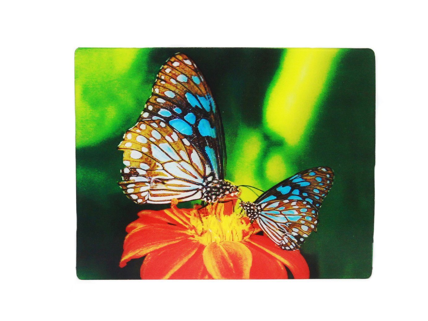 Cornelißen Magnet 3D Magnet Schmetterlinge