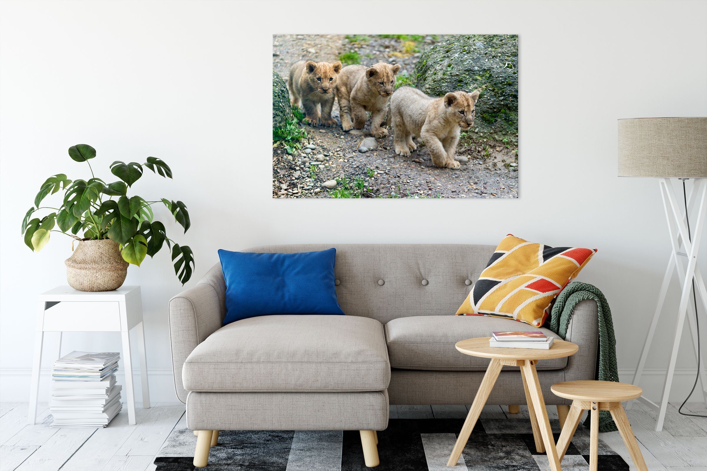 Leinwandbild Löwenjungtiere, niedliche fertig inkl. St), Löwenjungtiere Zackenaufhänger bespannt, niedliche Leinwandbild (1 Pixxprint