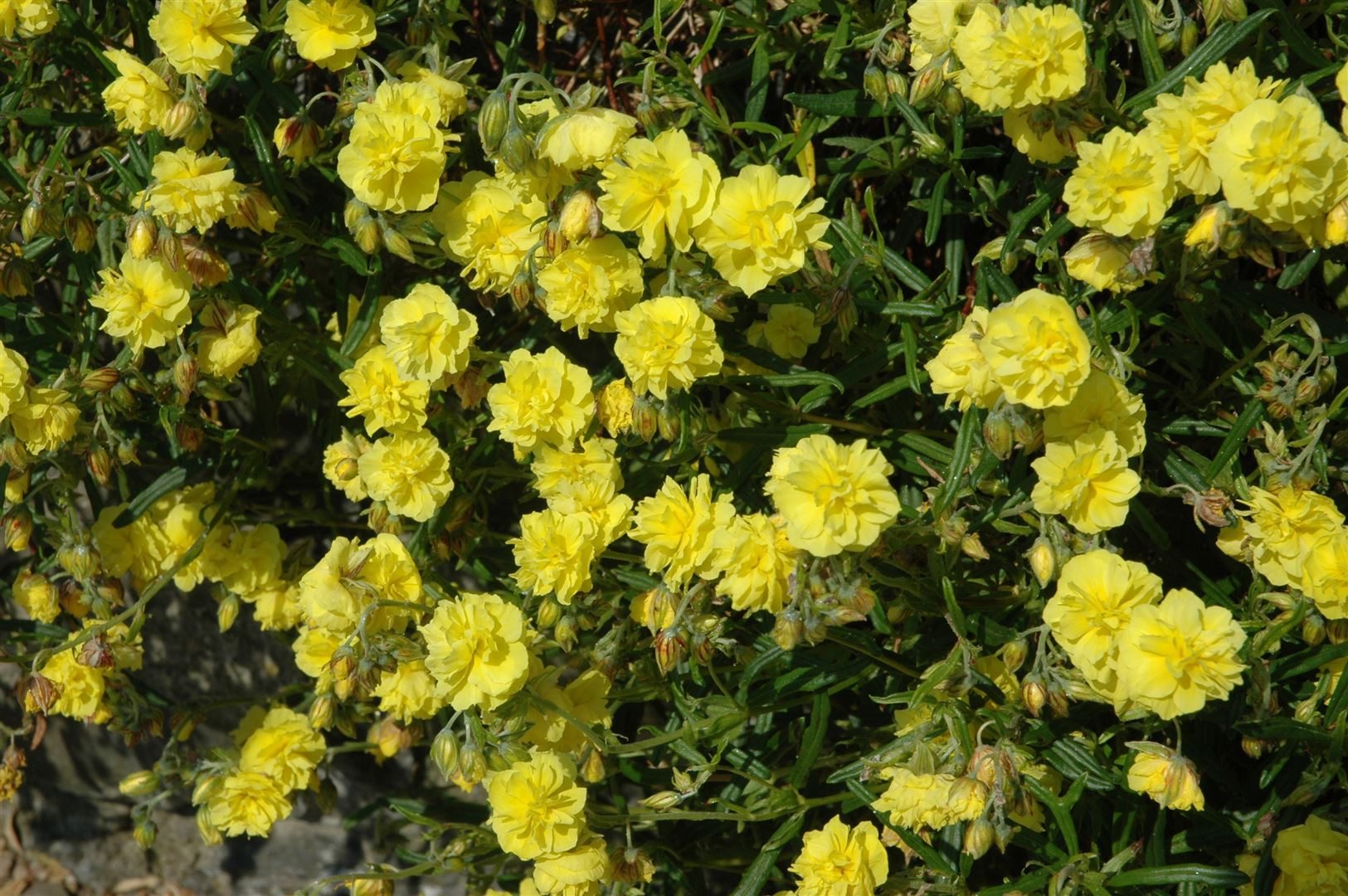 Pflanzen für Dich Staude Helianthemum cult. Gelbe Perle, 1 St., Sonnenröschen, Gelbes Sonnenröschen
