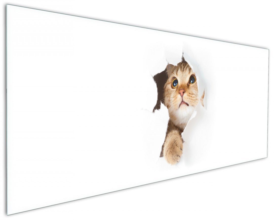 Wallario Küchenrückwand Katze mit Blick nach oben, (1-tlg)