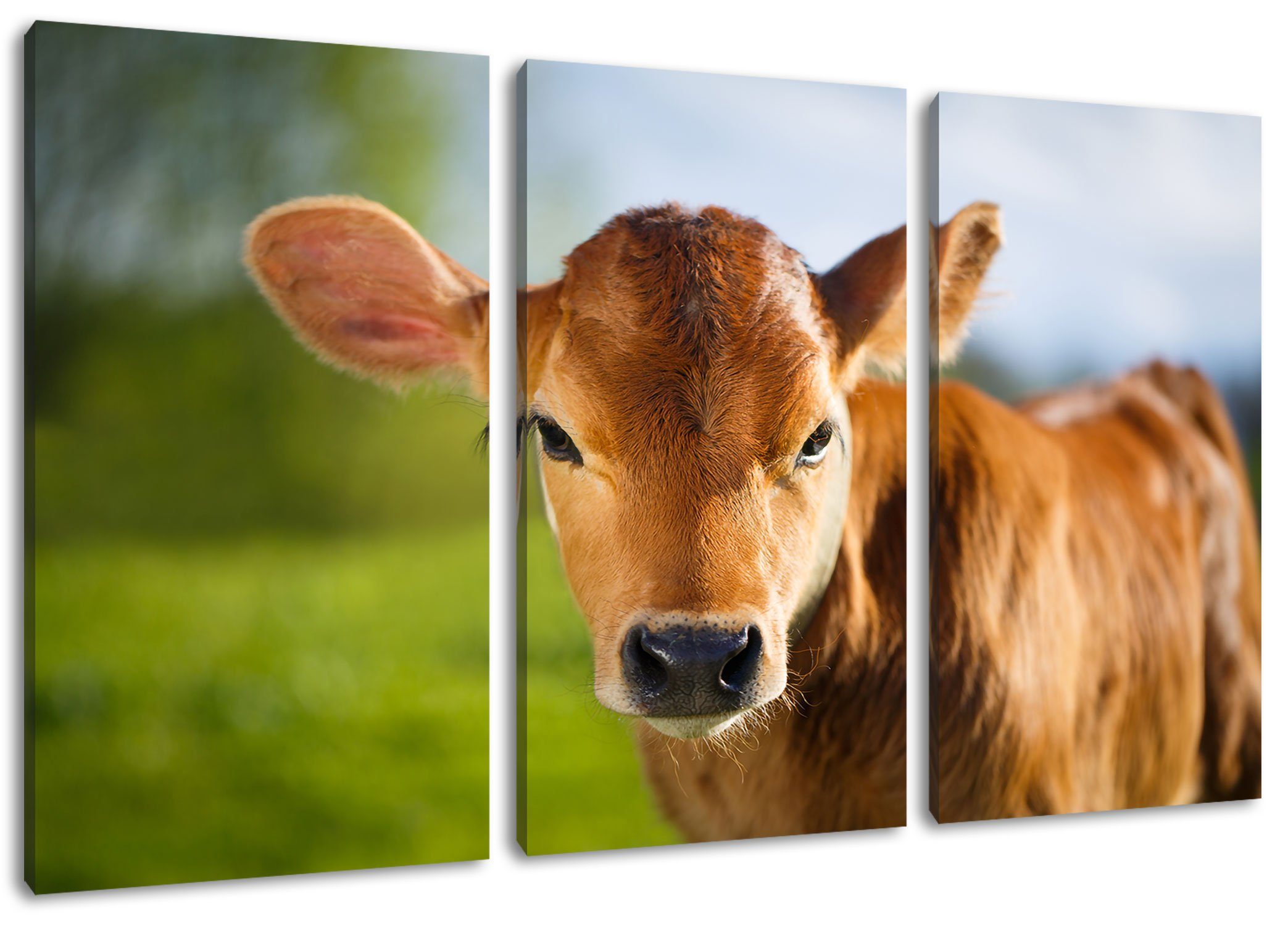 Pixxprint Leinwandbild Junge Kuh Kälbchen, Junge Kuh Kälbchen 3Teiler (120x80cm) (1 St), Leinwandbild fertig bespannt, inkl. Zackenaufhänger