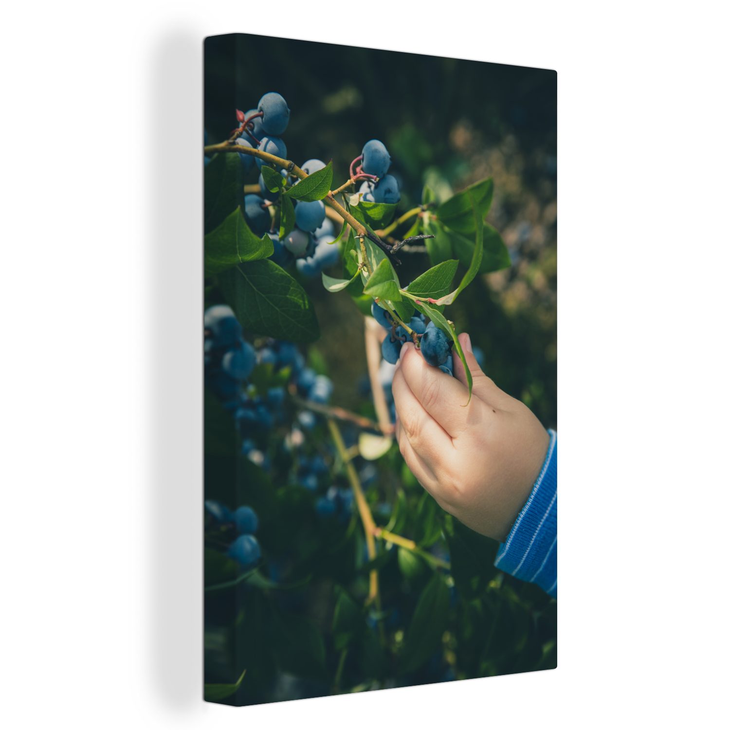 OneMillionCanvasses® Leinwandbild Beere - Blau - Zweig, (1 St), Leinwandbild fertig bespannt inkl. Zackenaufhänger, Gemälde, 20x30 cm