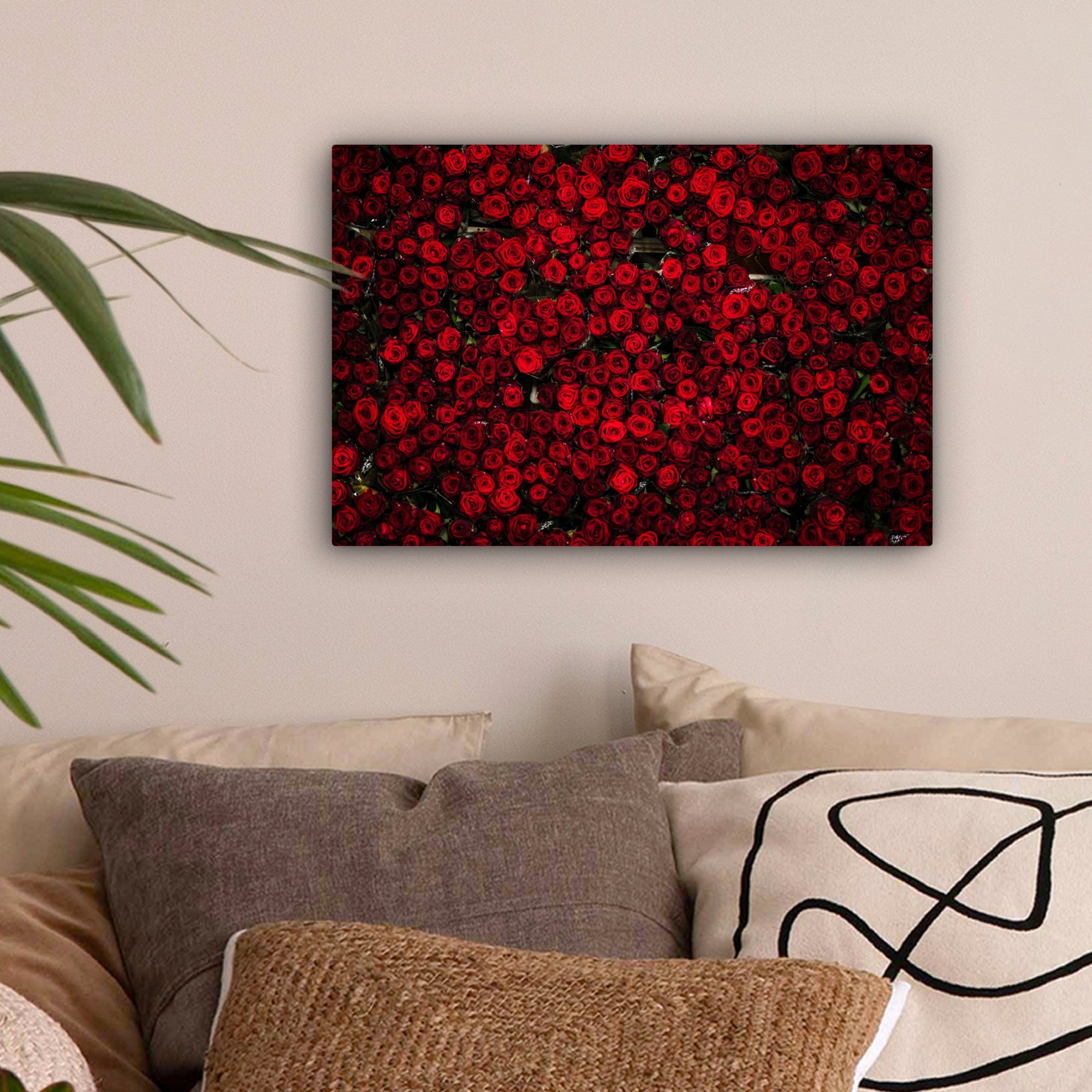OneMillionCanvasses® Leinwandbild Blumen - Rosen - günstig online kaufen