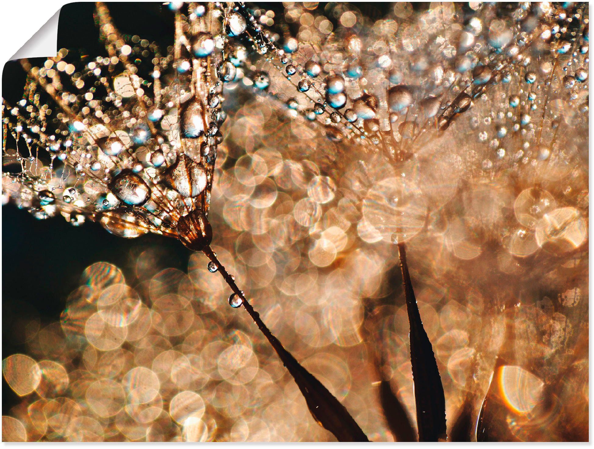 Artland Wandbild Pusteblume Goldschimmer, Blumen (1 St), als Alubild, Leinwandbild, Poster in verschied. Größen