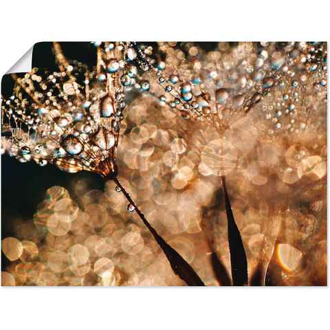 Artland Wandbild Pusteblume Goldschimmer, Blumen (1 St), als Alubild, Outdoorbild, Leinwandbild, Poster, Wandaufkleber
