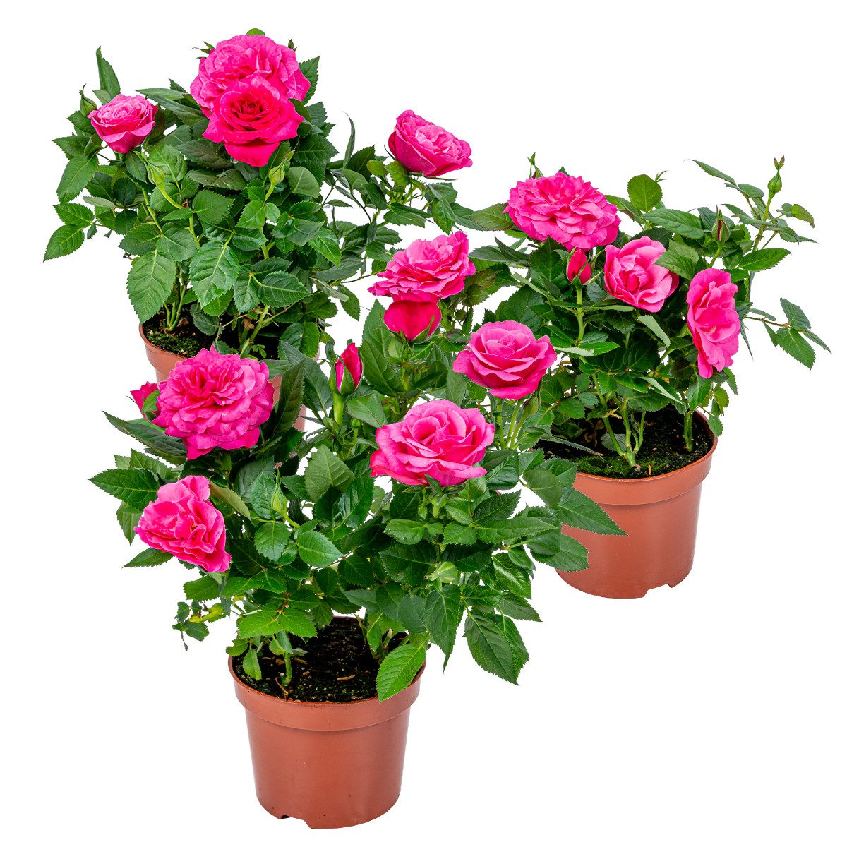 Bloomique Zimmerpflanze 3er-Set - Topfrosen Rosa - Für drinnen und draußen - Zimmerpflanzen -, 3 St.