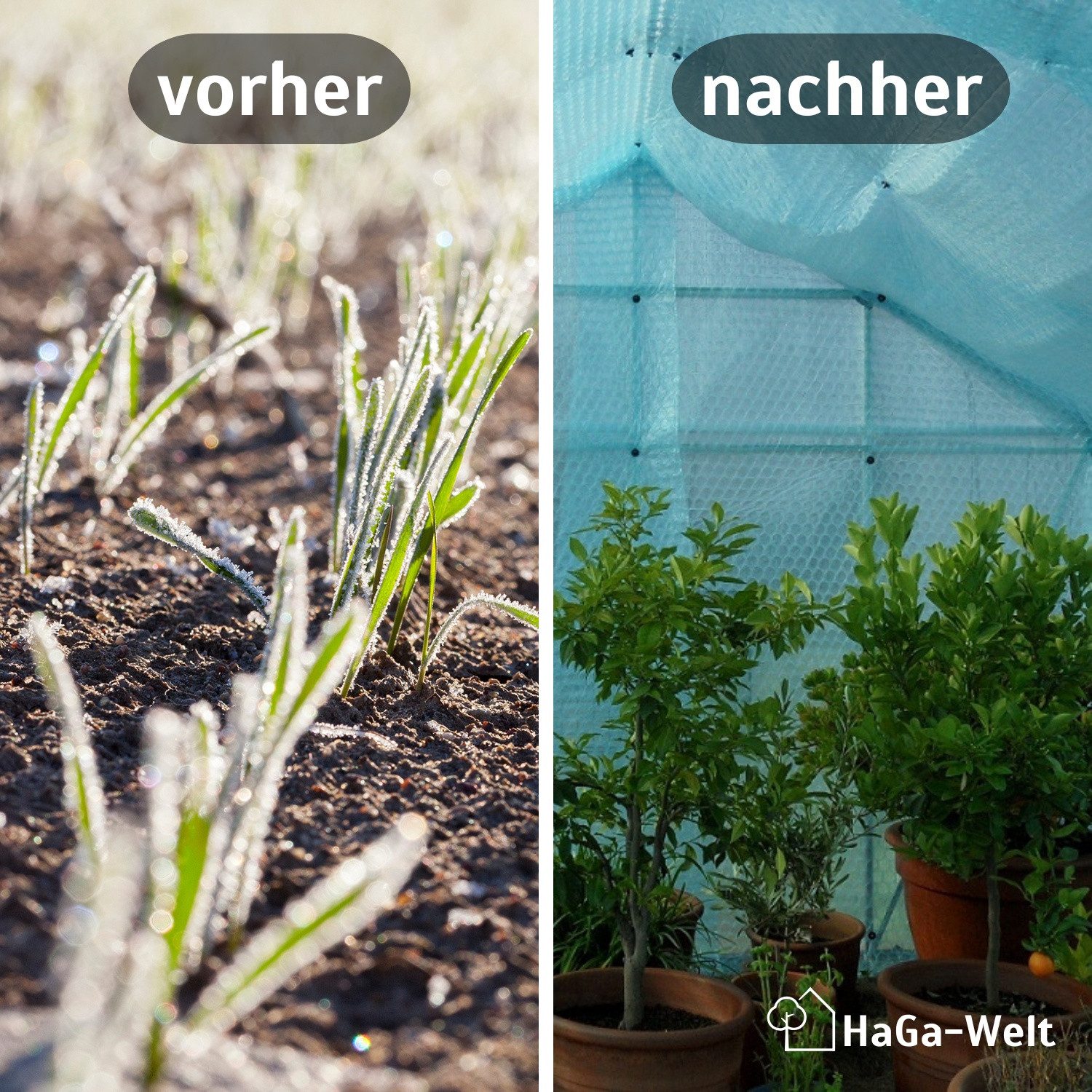 HaGa Schutzfolie LUFTPOLSTERFOLIE in 1,5m Br. (Meterware), (Zum Abdecken im Gewächshaus, Treibhaus bzw. Wintergarten, Windschutz), UV-Plus Winter-Isolier-Noppenfolie, UV beständig, Thermofolie