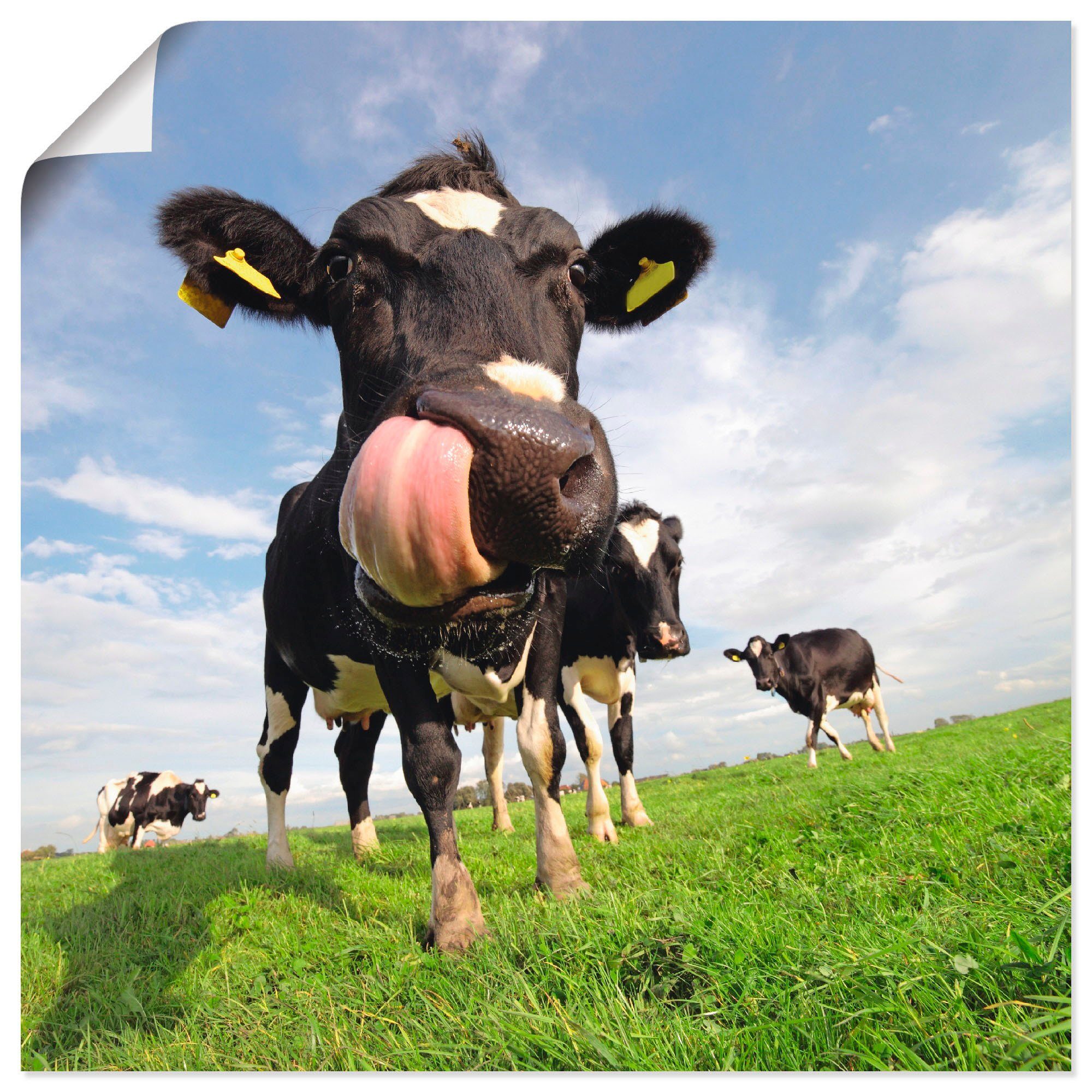 Artland Wandbild Holstein-Kuh mit gewaltiger Zunge, Haustiere (1 St), als Alubild, Leinwandbild, Wandaufkleber oder Poster in versch. Größen