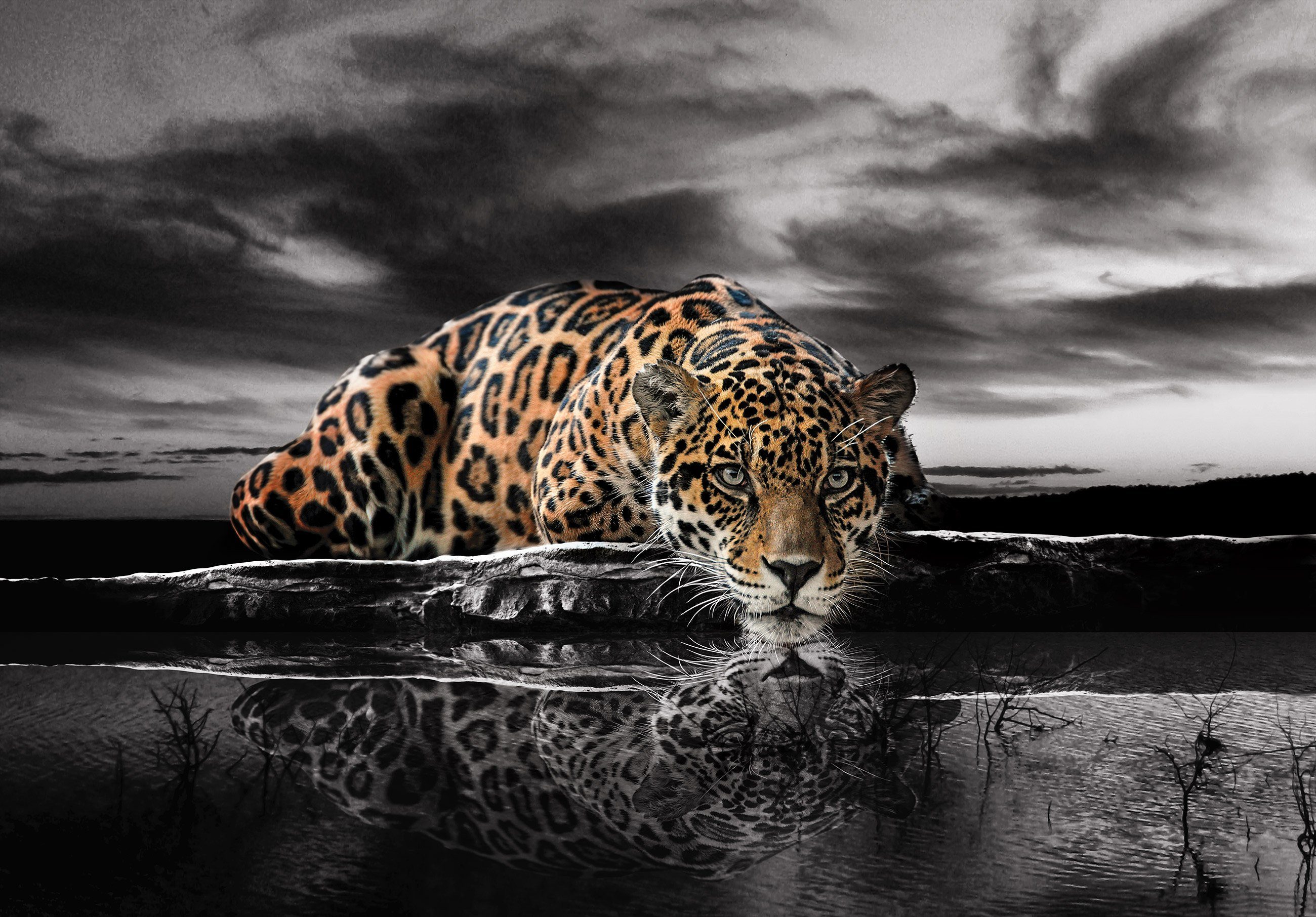 Wallarena Fototapete Leopard Tiger Tiere Landschaft Natur Afrika Vlies Tapete für Wohnzimmer oder Schlafzimmer Vliestapete Wandtapete Motivtapete, Glatt, Tiere, Vliestapete inklusive Kleister