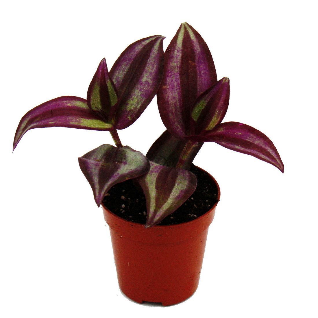 Exotenherz Zimmerpflanze Mini-Pflanze Tradescantia Purple Dreimasterblume Wasserhexe 5,5cm Topf