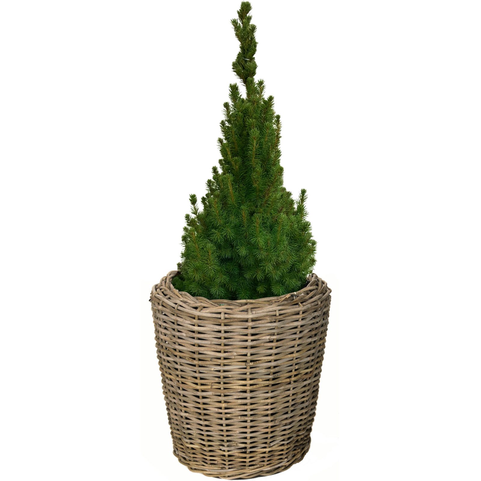 Van der Leeden Blumentopf Blumenkorb Pflanzkorb Topf 50x52cm Rattan Weide S günstig online kaufen
